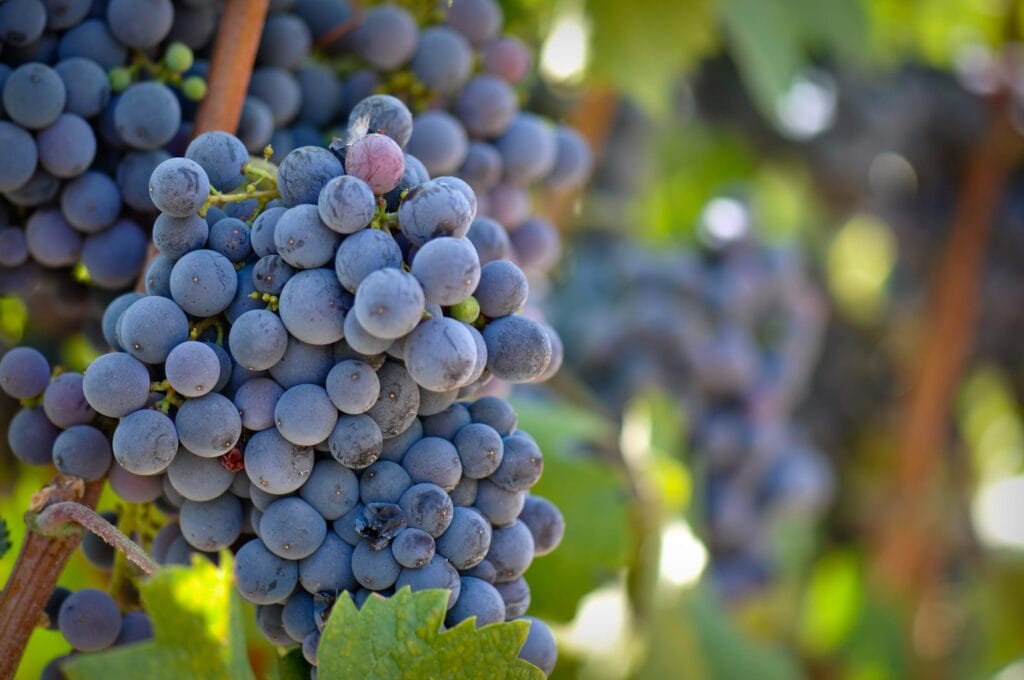 WineSomm grape - Rødvins drue Touriga Nacional